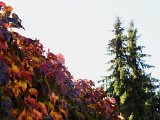 Herbst - 20.jpg